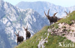 Steenbok (Capra ibex)