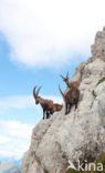 Steenbok (Capra ibex)