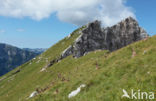 Ibex (Capra ibex)