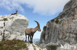 Steenbok (Capra ibex)