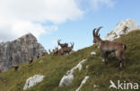 Ibex (Capra ibex)