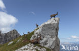 Ibex (Capra ibex)