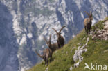 Steenbok (Capra ibex)