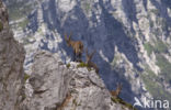 Steenbok (Capra ibex)