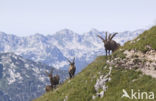 Ibex (Capra ibex)