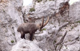 Steenbok (Capra ibex)