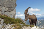 Ibex (Capra ibex)