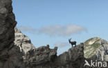 Steenbok (Capra ibex)