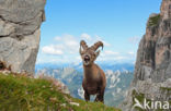 Steenbok (Capra ibex)