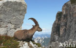 Ibex (Capra ibex)