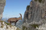 Ibex (Capra ibex)