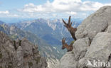 Ibex (Capra ibex)