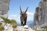 Ibex (Capra ibex)