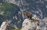 Steenbok (Capra ibex)