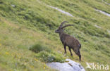 Ibex (Capra ibex)