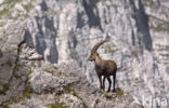 Steenbok (Capra ibex)