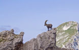 Steenbok (Capra ibex)