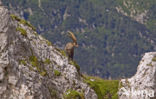 Ibex (Capra ibex)