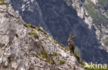 Ibex (Capra ibex)