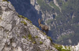 Steenbok (Capra ibex)