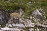 Steenbok (Capra ibex)