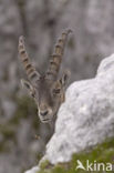 Ibex (Capra ibex)