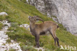 Ibex (Capra ibex)