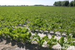 Sugar beet (Beta vulgaris altissima)