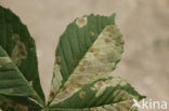 Tamme kastanje (Castanea sativa)