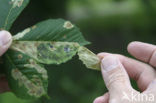 Tamme kastanje (Castanea sativa)