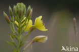 Teunisbloem (Oenothera tetragona Fyrverheri)