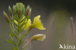 Evening Primrose (Oenothera tetragona Fyrverheri)