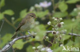 Tjiftjaf (Phylloscopus collybita)