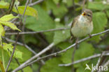 Tjiftjaf (Phylloscopus collybita)