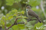 Tjiftjaf (Phylloscopus collybita)