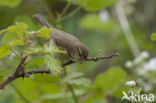 Tjiftjaf (Phylloscopus collybita)