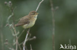 Tjiftjaf (Phylloscopus collybita)