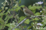 Tjiftjaf (Phylloscopus collybita)