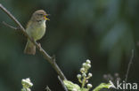 Tjiftjaf (Phylloscopus collybita)