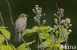 Tjiftjaf (Phylloscopus collybita)