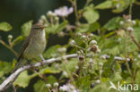 Tjiftjaf (Phylloscopus collybita)