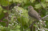 Tjiftjaf (Phylloscopus collybita)