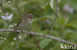 Tjiftjaf (Phylloscopus collybita)