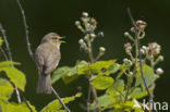 Tjiftjaf (Phylloscopus collybita)