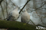 Turkse Tortel (Streptopelia decaocto)