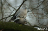 Turkse Tortel (Streptopelia decaocto)