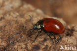 Chrysolina polita