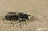 Tweekleurige slakkenhuisbij (Osmia bicolor) 