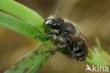 Osmia bicolor