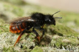 Tweekleurige slakkenhuisbij (Osmia bicolor) 